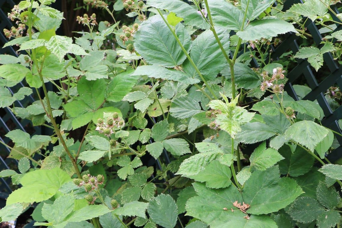 Brombeeren (Rubus)