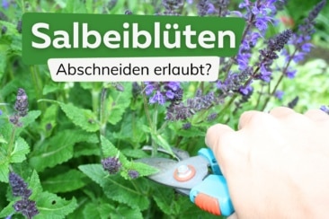 Darf man bei Salbei die Blüten abschneiden?