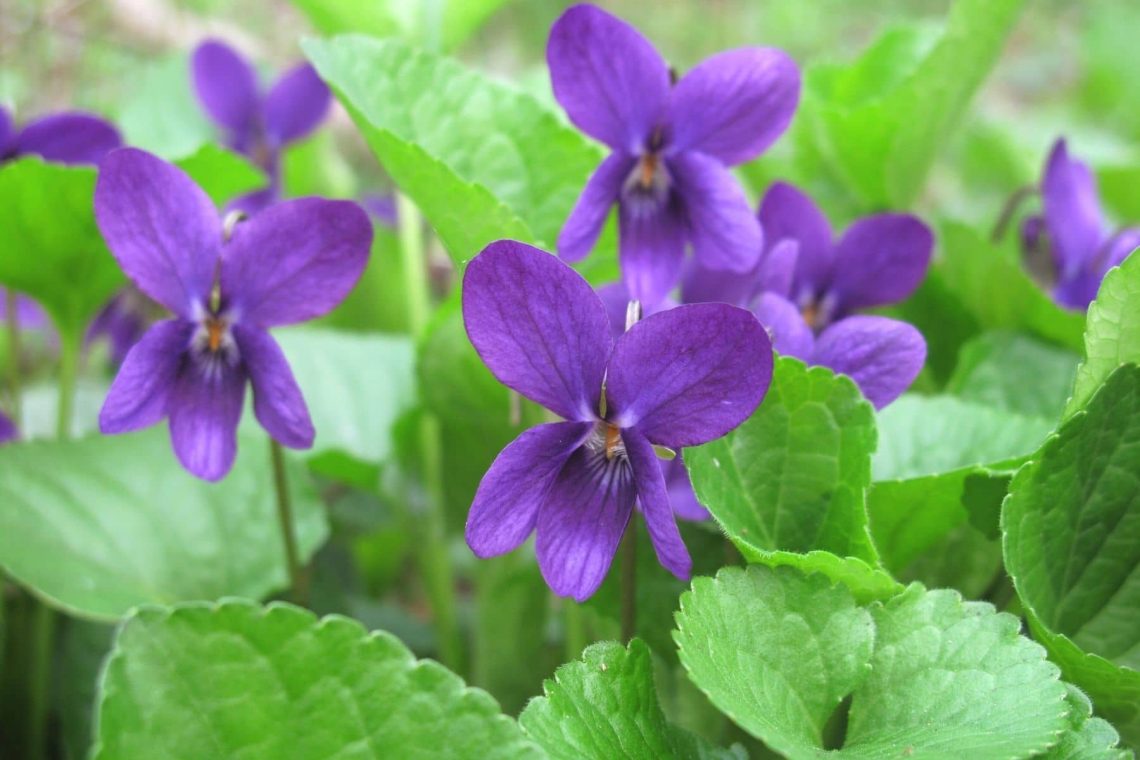 Duftveilchen (Viola odorata)