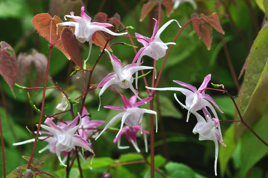 Elfenblume (Epimedium grandiflorum)