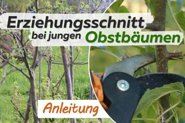 junge Obstbäume schneiden