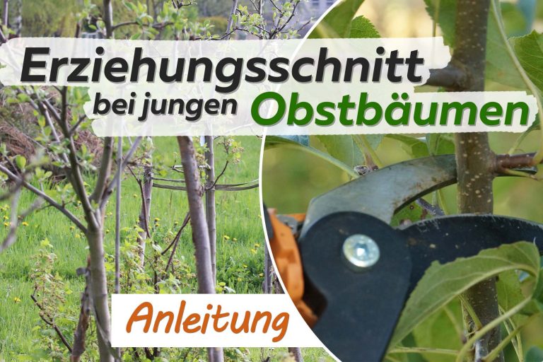 Tabelle welche Obstbäume nebeneinander pflanzen?