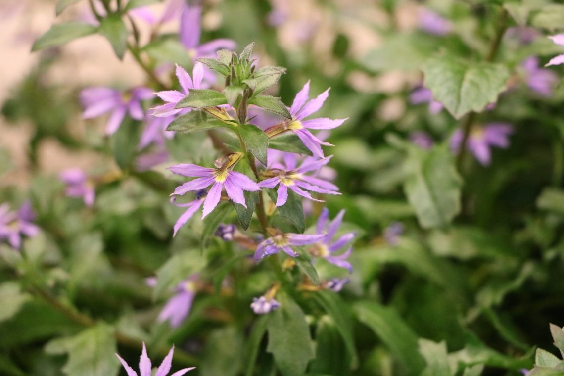 Fächerblume (Scaevola aemula)