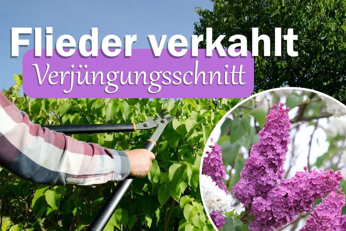 flieder verjüngungsschnitt