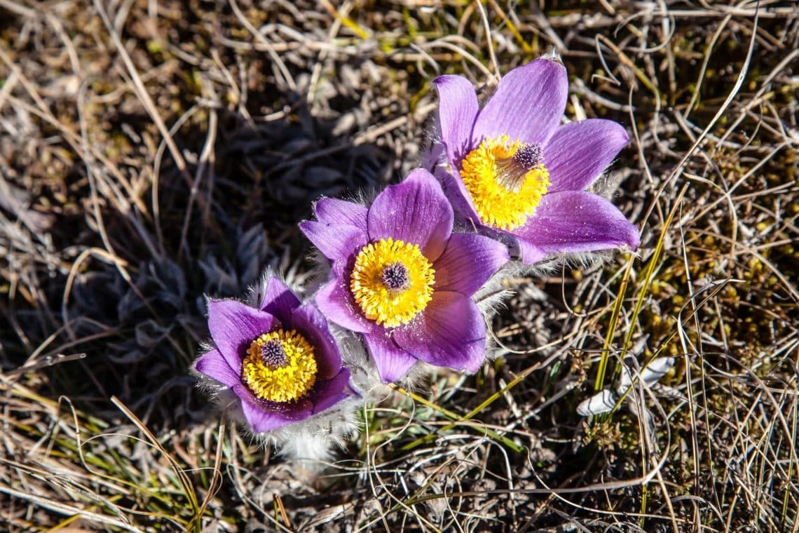 Frühlingsanemone (Pulsatilla vernalis)