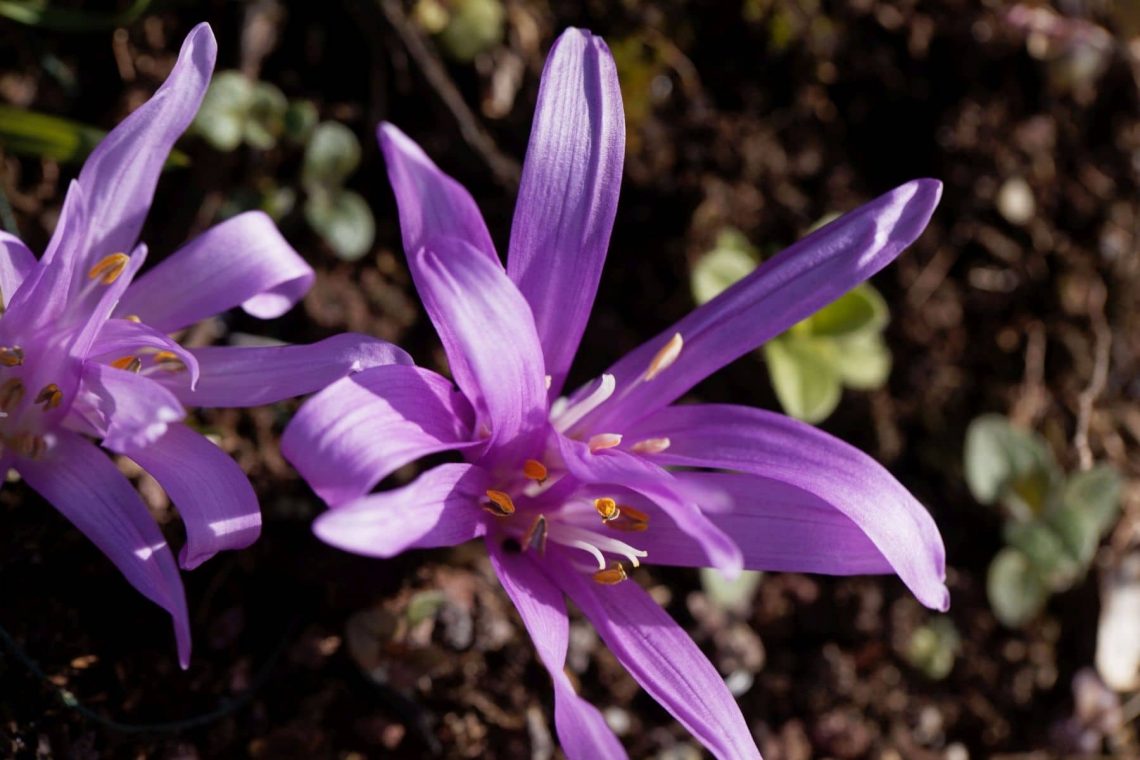 Frühlingslichtblume (Colchicum bulbocodium)