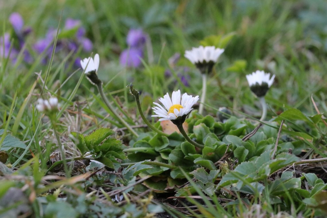 Gänseblümchen (Bellis perennis)