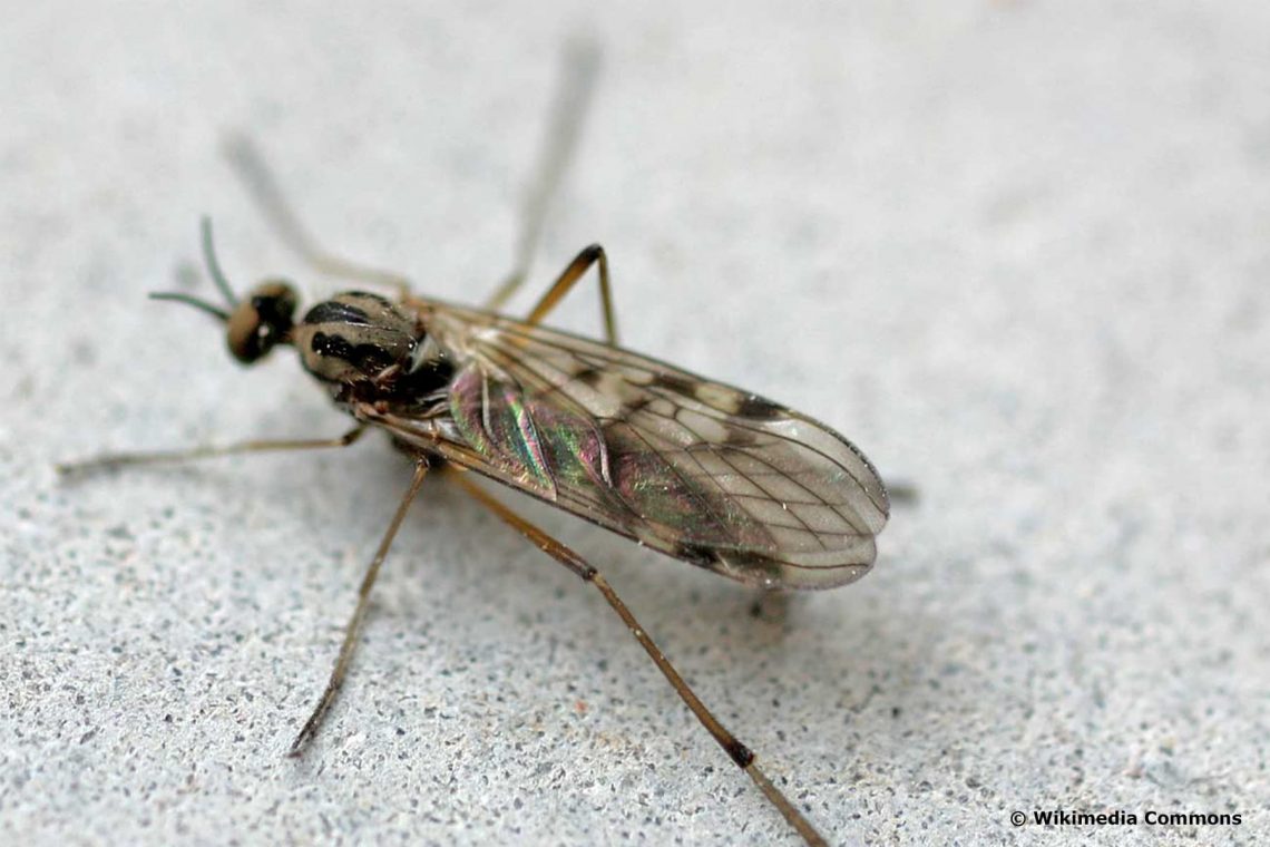 Gemeine Fenstermücke (Sylvicola fenestralis)