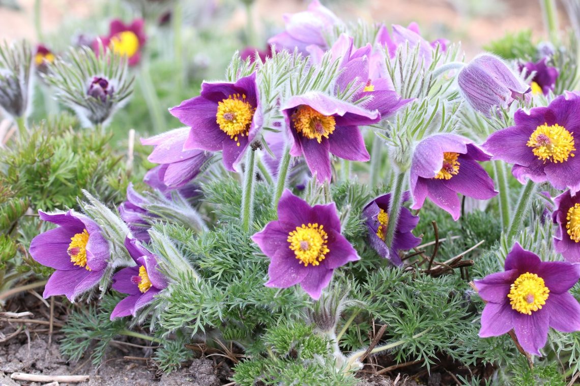 Gewöhnliche Küchenschelle (Pulsatilla vulgaris)