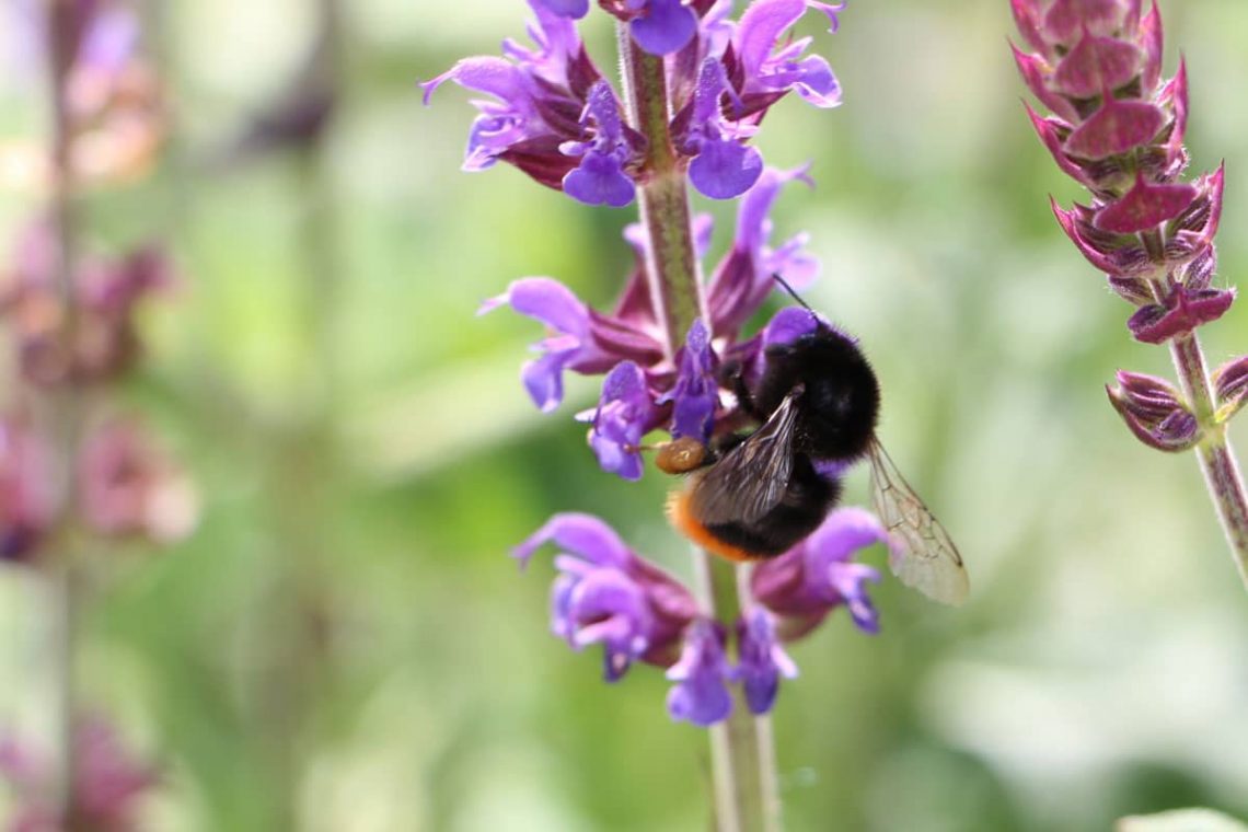 Hummel an Blüte des Hain-Salbei (Salvia nemorosa)