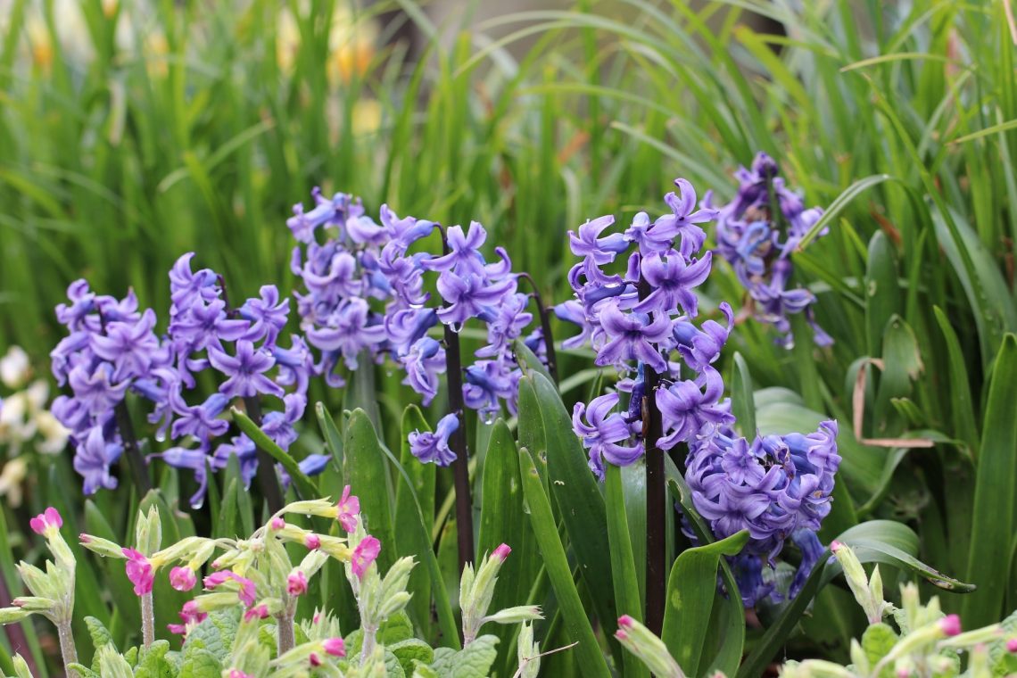 Hyazinthe (Hyacinthus)