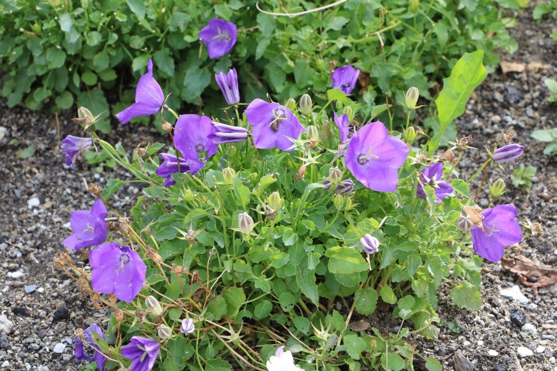 Karpaten-Glockenblume (Campanula carpatica)