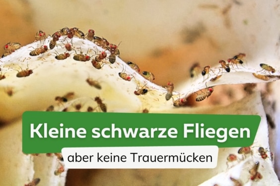 Kleine schwarze Fliegen, aber keine Trauermücken