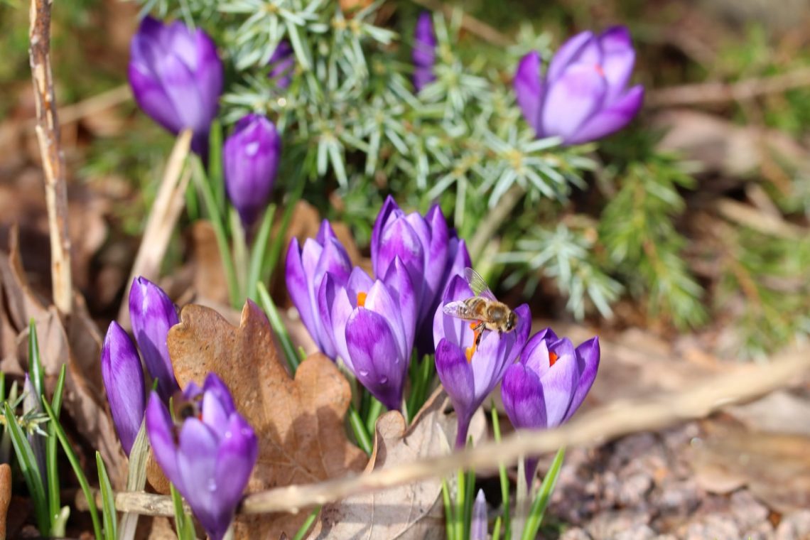 Krokus (Crocus)