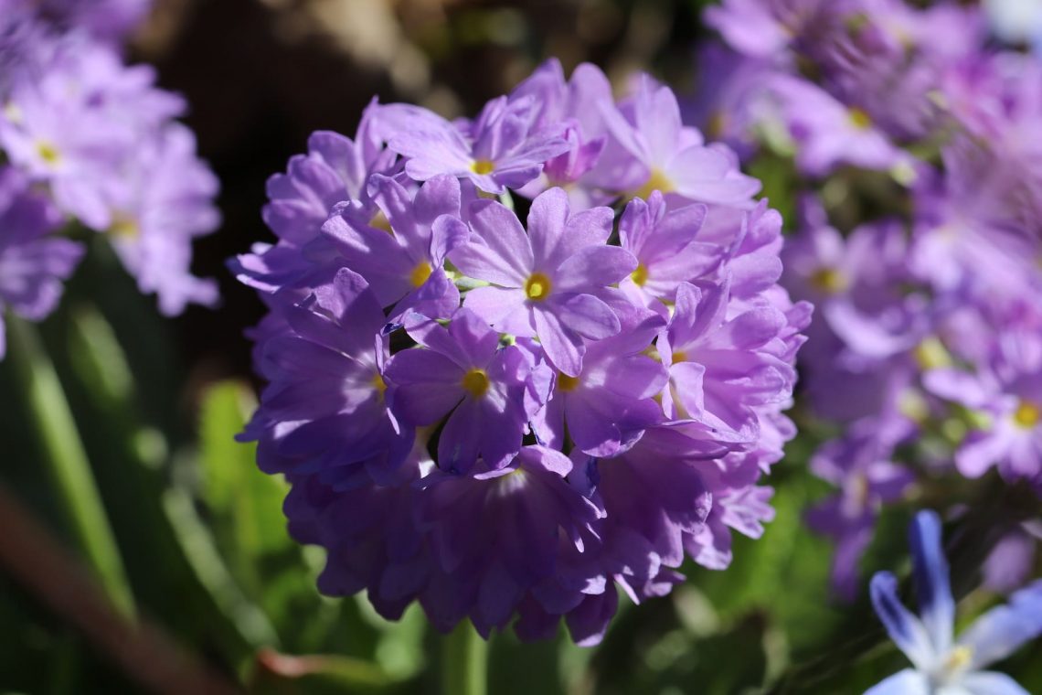 Kugel-Primel (Primula denticulata)