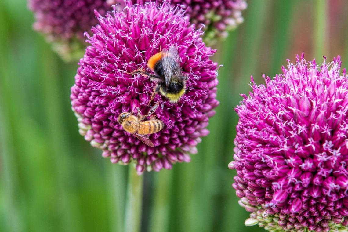 Kugellauch (Allium sphaerocephalon)