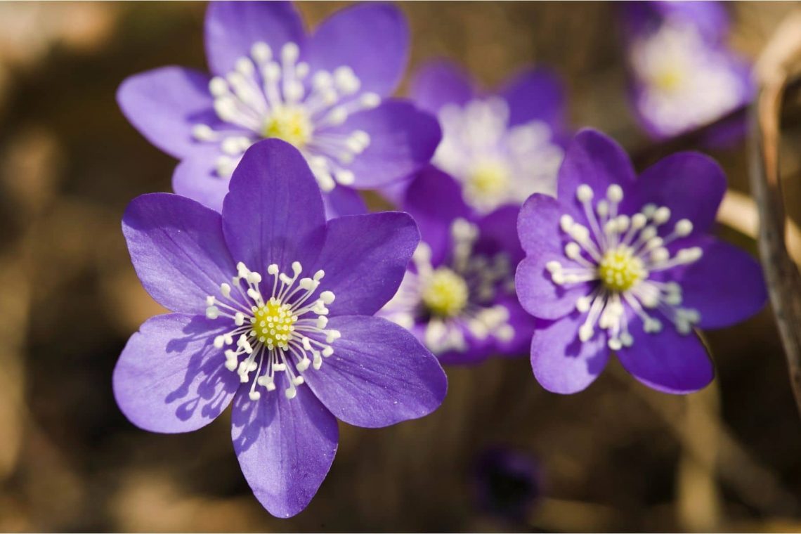 Leberblümchen (Anemone hepatica)