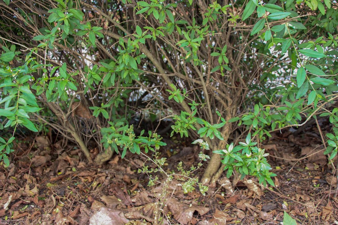 Ligusterhecke verkahlt