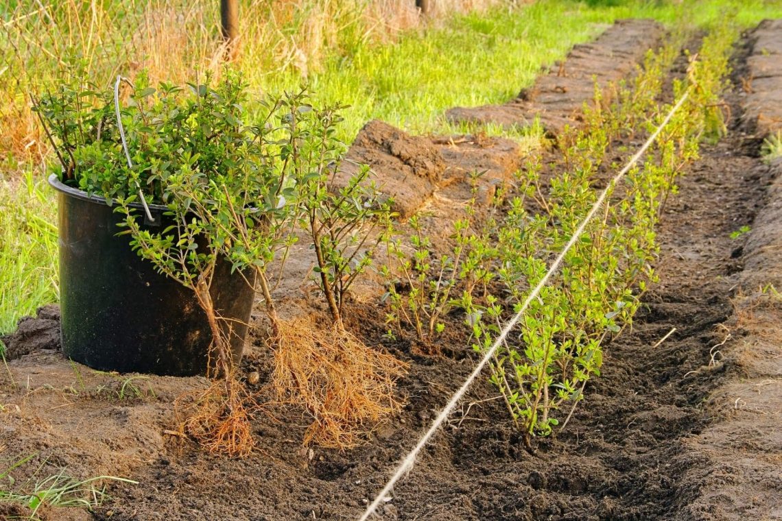 Liguter in Reihe pflanzen