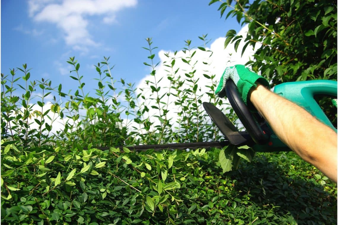 Ligusterhecke mit elektrischer Heckenschere schneiden