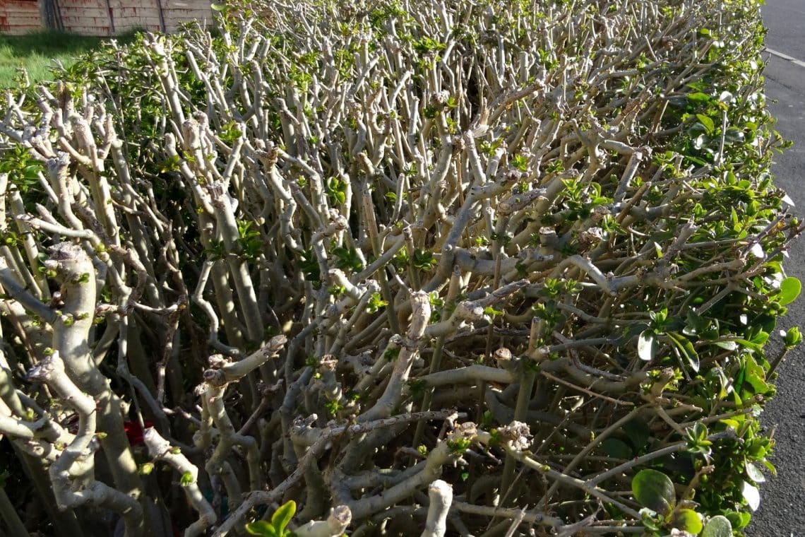 Ligusterhecke mit oben geschnittenen Trieben