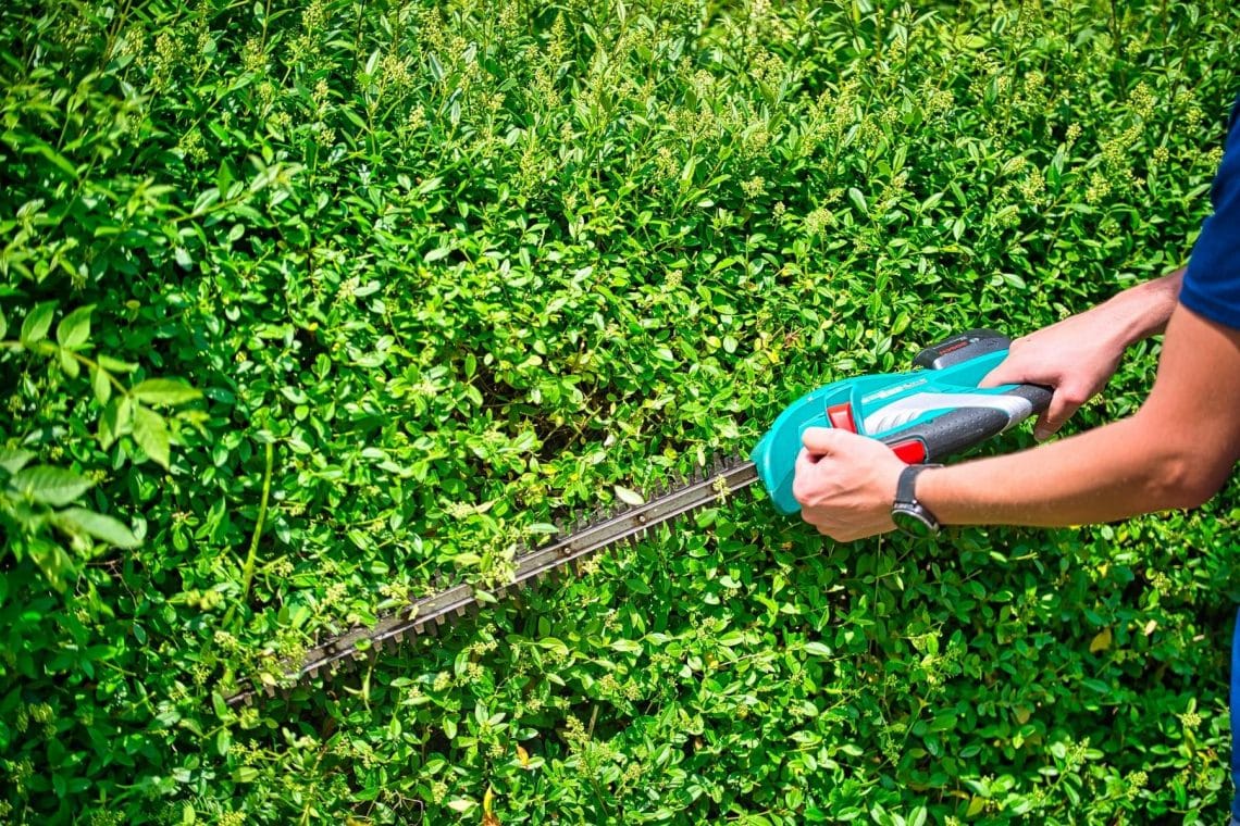 Ligusterhecke schneiden mit Heckenschere