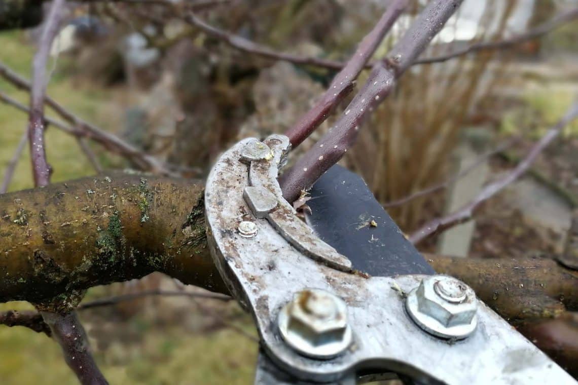 jungen Obstbaum schneiden mit Astschere