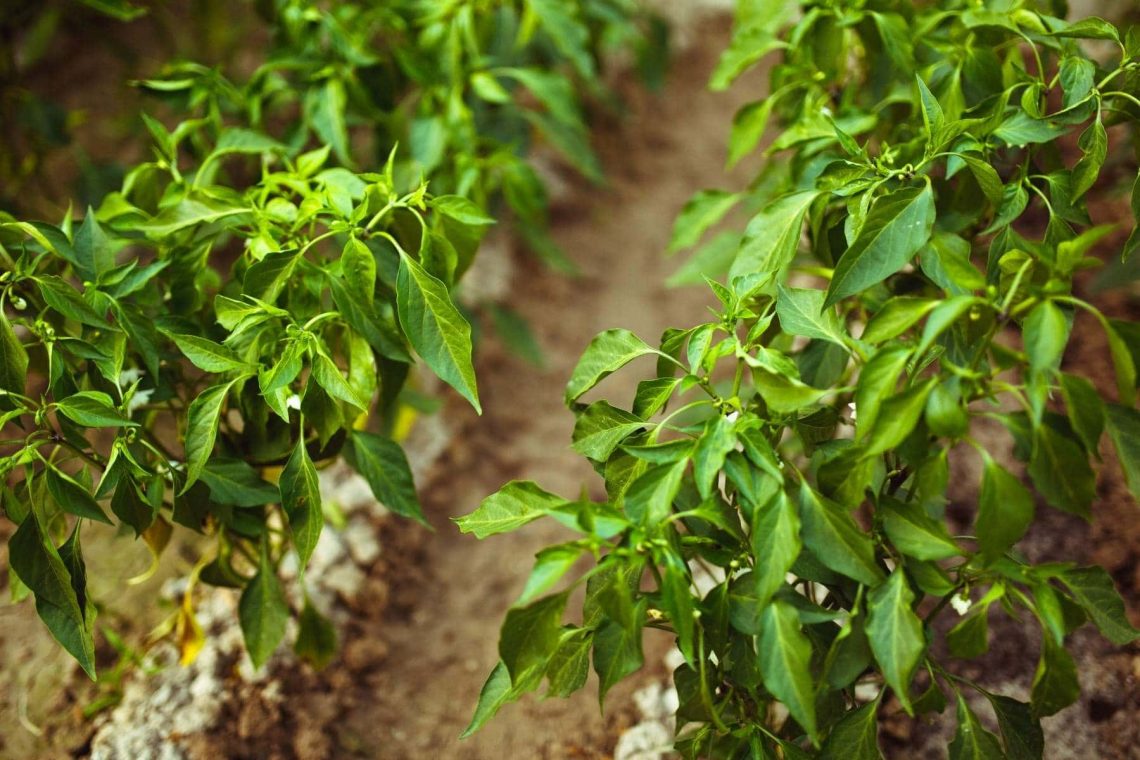 Paprika im Gartenbeet