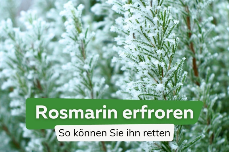 Rosmarin erfroren: das ist jetzt zu tun