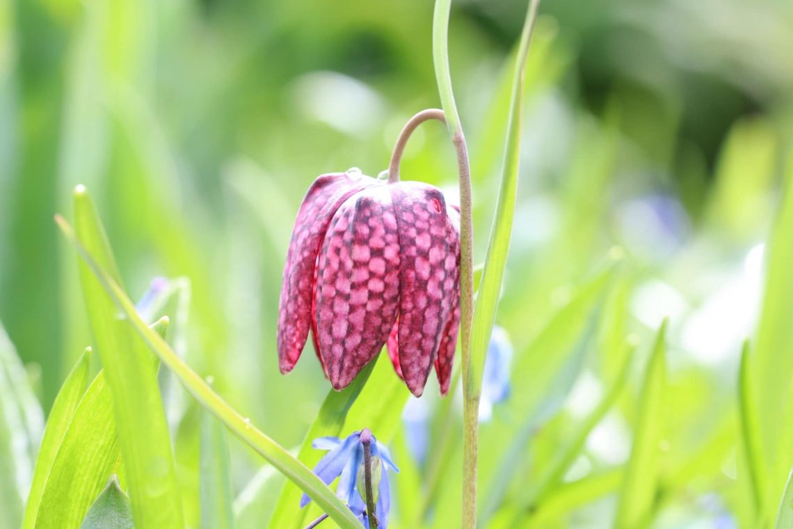 Schachbrettblume (Fritillaria meleagris)