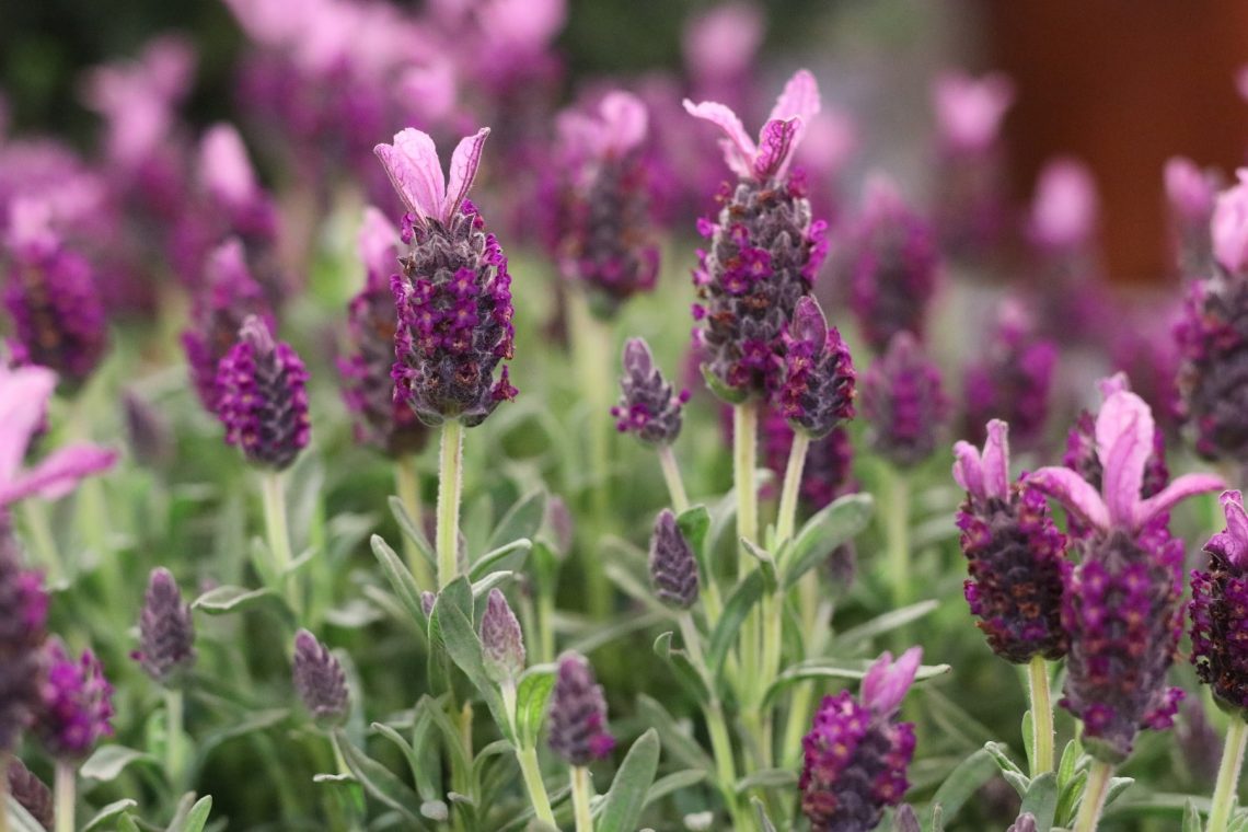 Schopflavendel (Lavandula stoechas)