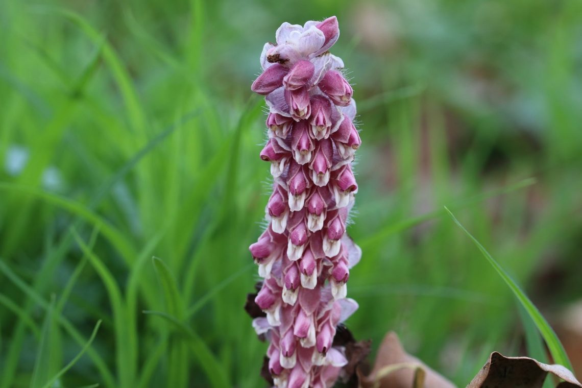 Gewöhnlicher Schuppenwurz (Lathraea squamaria)