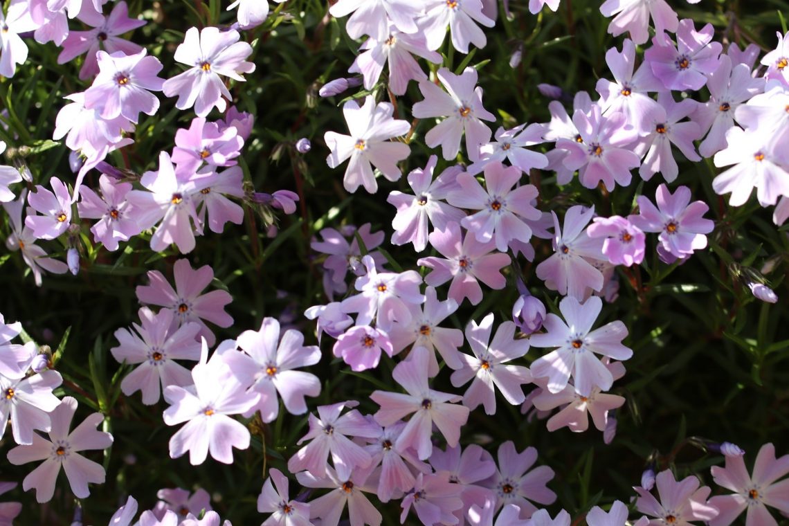 Teppich-Flammenblume (Phlox subulata)