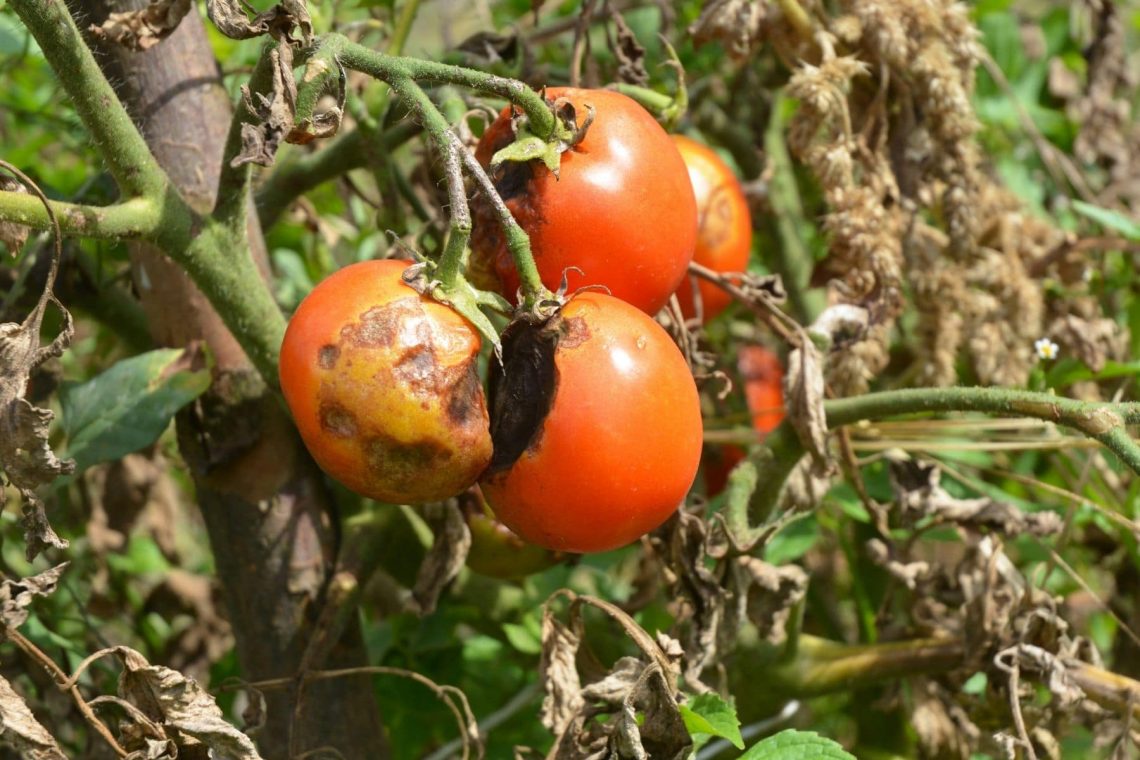 Braunfäule (Phytophthora infestans) an Tomaten