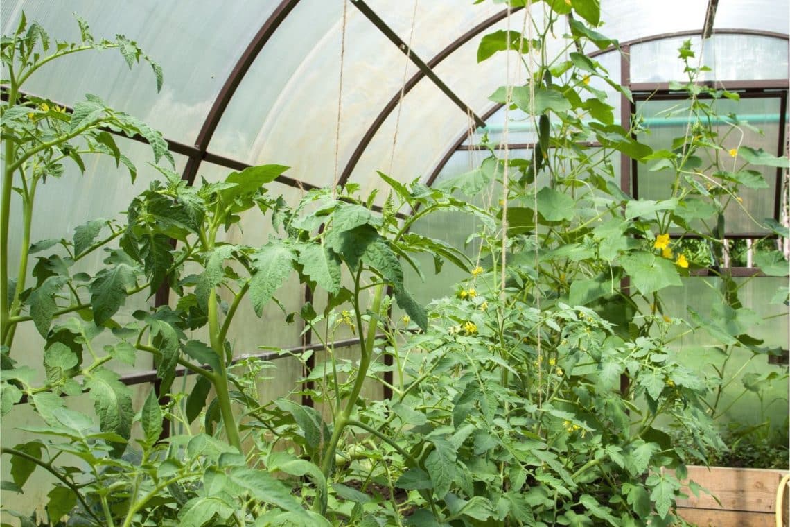 Gewächshäuser, in denen Tomaten und Gurken zusammen angebaut werden