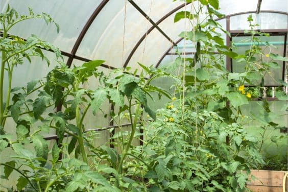 Tomaten und Gurken zusammen pflanzen ja oder nein?