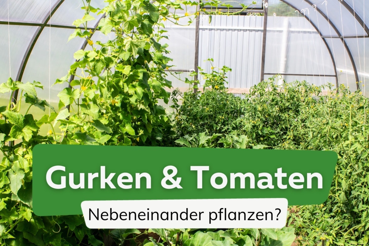 Tomaten und Gurken zusammen pflanzen ja oder nein?