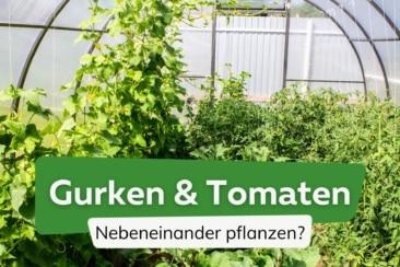 Tomaten und Gurken zusammen pflanzen: ja oder nein?