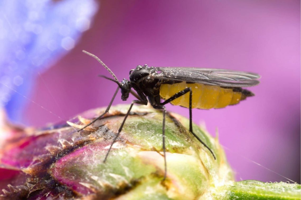 Trauermücke (Sciaridae) auf Knospe