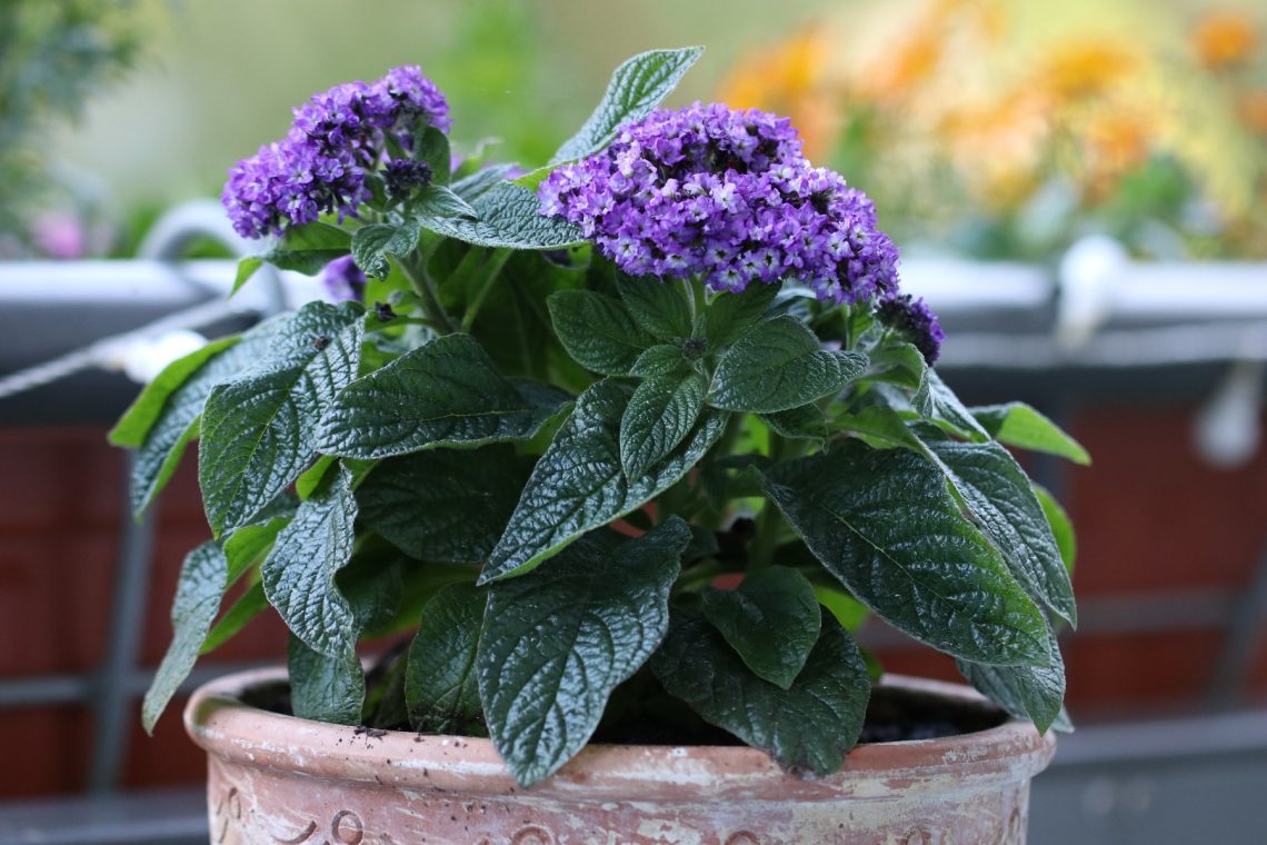 Vanilleblume (Heliotropium arborescens)