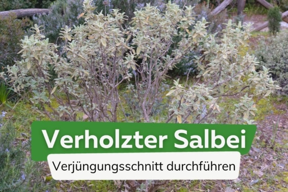 Alter verholzter Salbei: durch Schneiden verjüngen