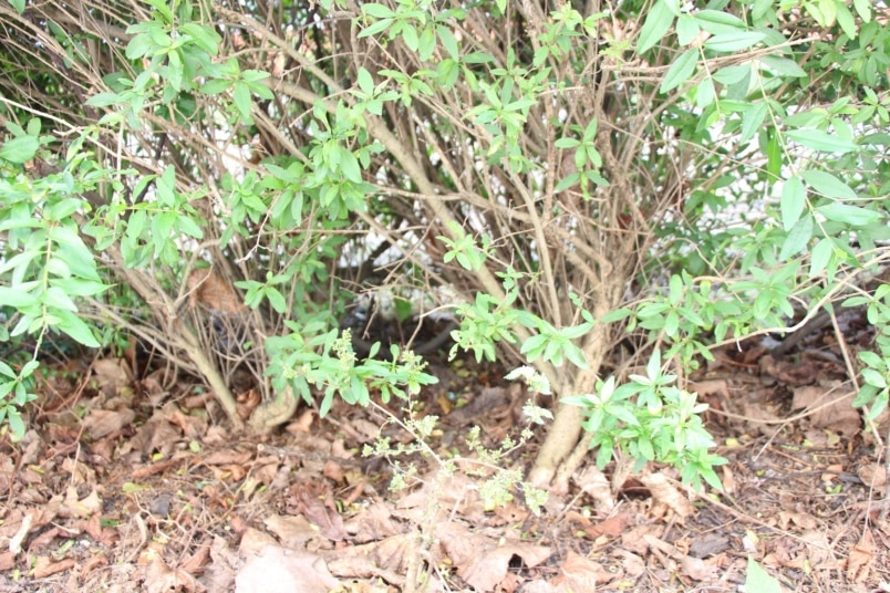 Verkahlte Ligusterhecke