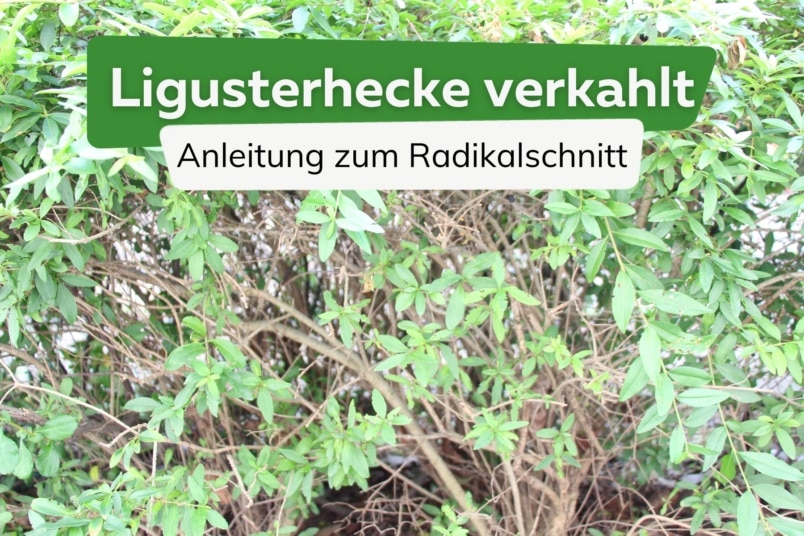 Unten kahle Ligusterhecke radikal schneiden