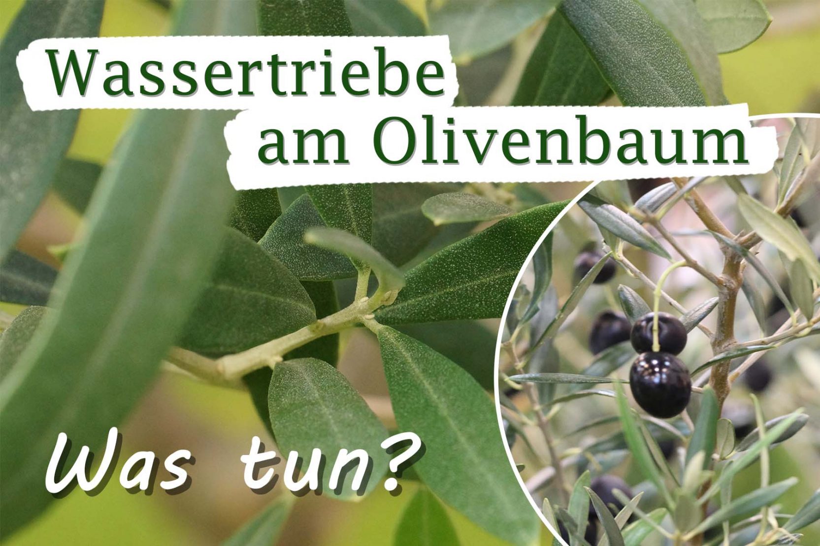 Wann Sind Oliven Reif