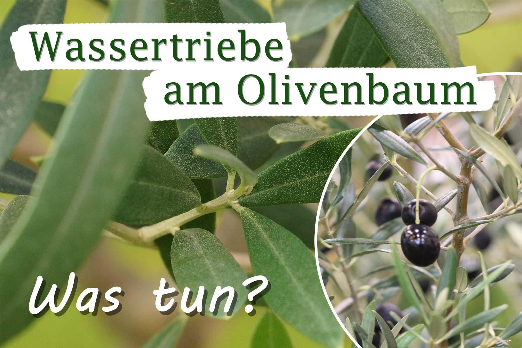 Olivenbaum Wassertrieb