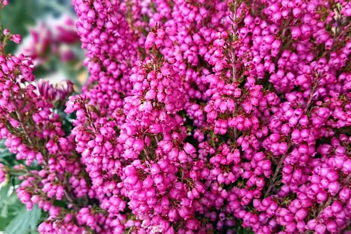 Winterheide (Erica carnea)