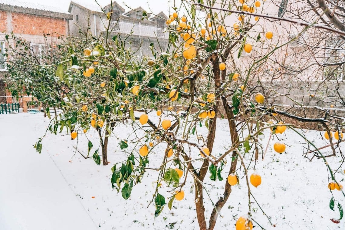 Zitronenbaum im Winter