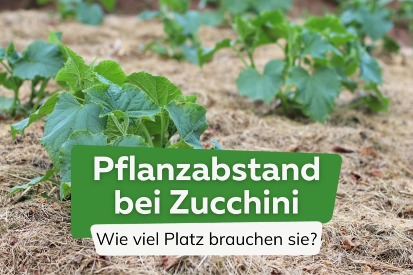 Zucchini pflanzen: wie viel Abstand notwendig ist