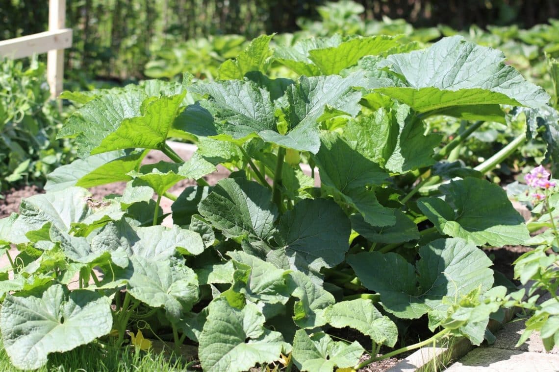 Zucchini in der Sonne