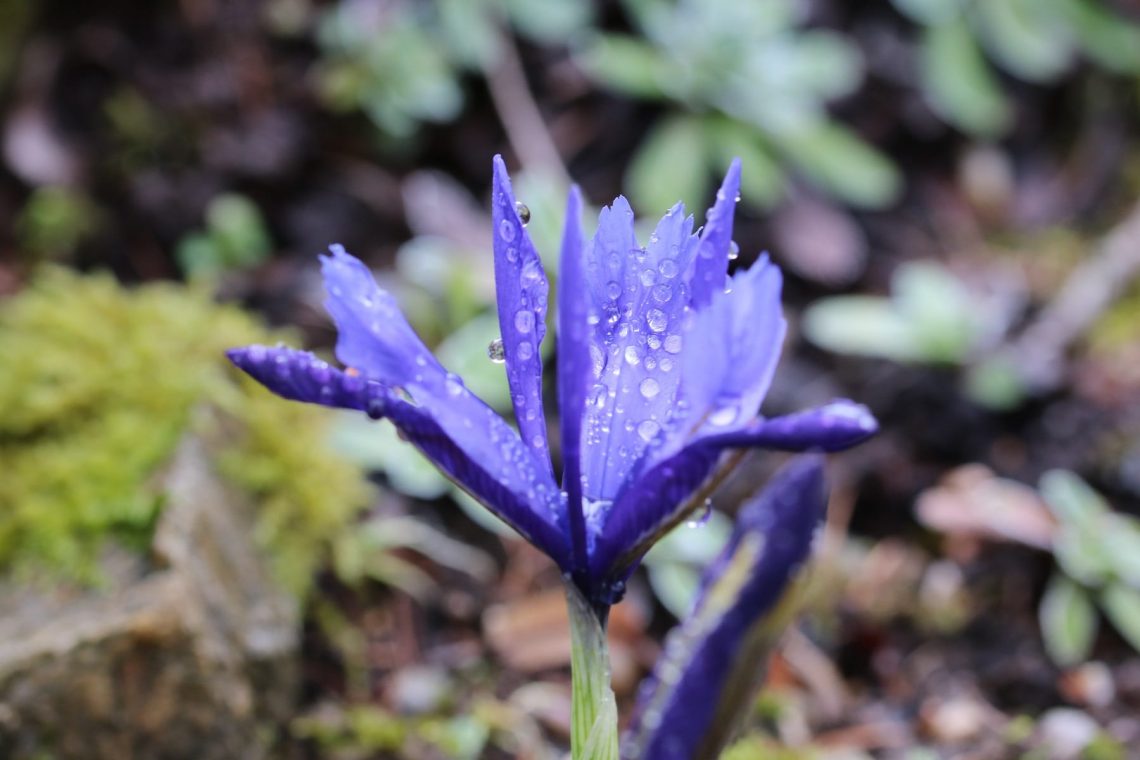 Zwerg-Iris (Iris reticulata)